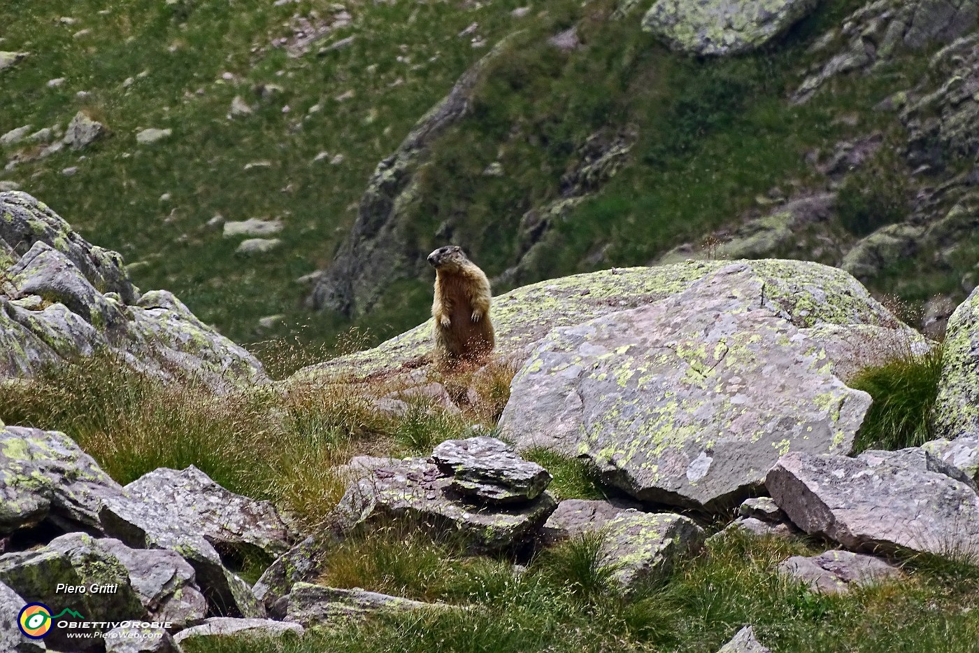 58 Marmotta in sentinella.JPG -                                